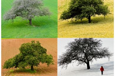 Dr. Hans Assmus: Der Baum